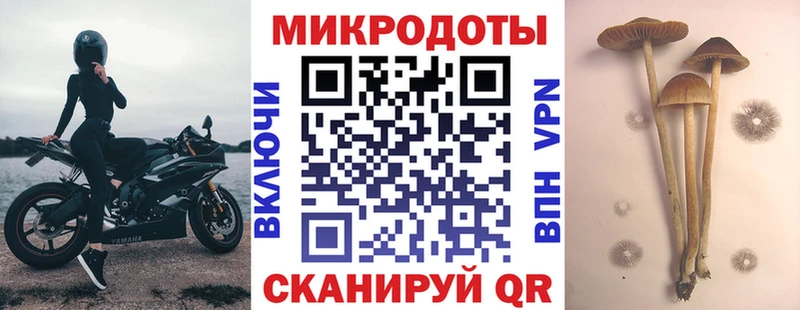 наркошоп  Солигалич  Псилоцибиновые грибы Psilocybine cubensis 